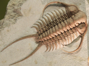 Fossil trilobite. Trilobites first appeared about 521 Ma. They were highly successful and were found everywhere in the ocean for 270 Ma.[285]