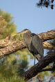 A great blue heron in a pine tree, Leon County, Florida, USA