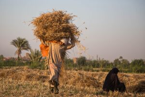 عامل يحمل قمحاً أثناء موسم الحصاد بالفيوم في مصر يوم 19 مايو 2022.