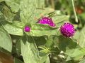 Gomphrena grown in Malaysia