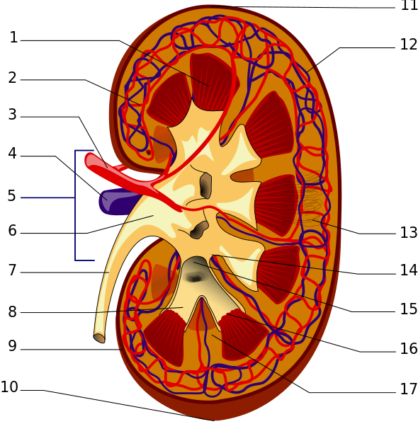ملف:KidneyStructures PioM.svg
