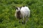 Nova - goat with spectacular horns (13412189154).jpg