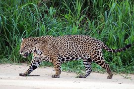 South American jaguar