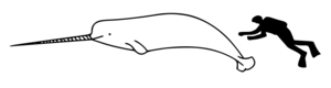 Narwhal size.svg