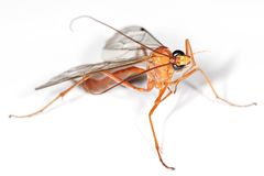 Orange Caterpillar Parasite Wasp.jpg
