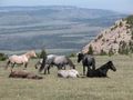 Feral horses in the Pryor Mountain Wild Horse Range in Montana