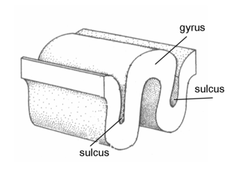 Gyrus sulcus.png
