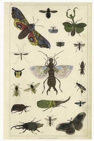 تنقسم المفصليات إلى أربع مجموعات هي الحشرات و العديدة الأرجل و القشريات و العنكبيات
