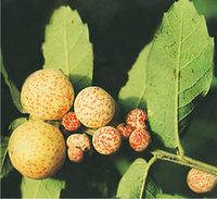 الشكل (3): الأبرة Neuroterus clavensis