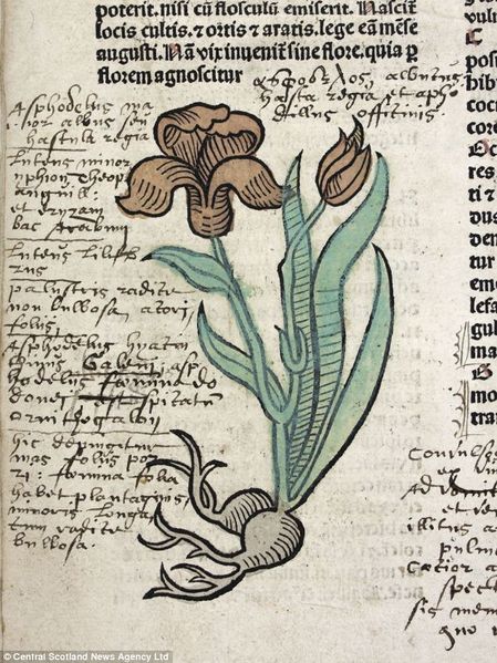 ملف:A hand coloured illustration of the Iris flower.JPG