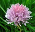 Close-up of a chive flower