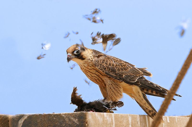 ملف:Falco biarmicus, Mauritania 1.jpg
