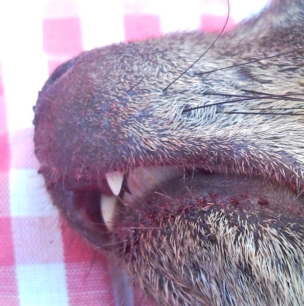ملف:Hyrax incisors closeup.jpg