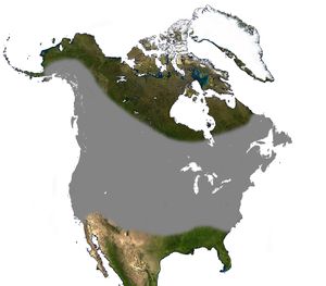 Little Brown Bat North America Range.jpg