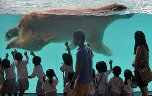 أطفال يشاهدون دب قطبي في حديقة حيوان سنغافورة.jpg
