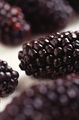 Black butte blackberry, a bramble fruit of aggregated drupelets