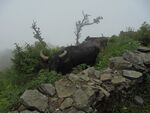 Buffallow rearing in nepal.JPG