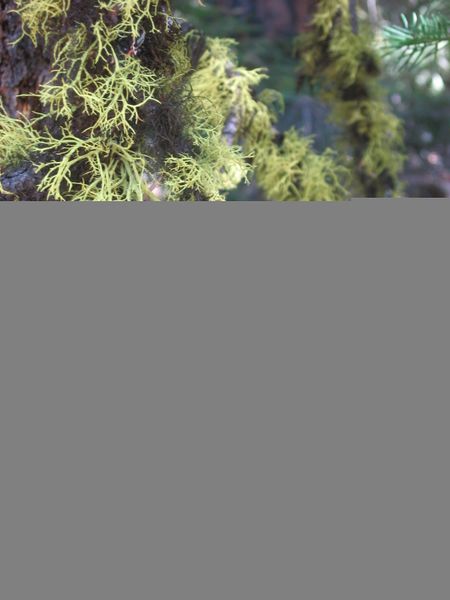 ملف:Fruticose lichen branches blackpine lake.jpg