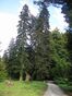 Arboretum Vinica (39).JPG