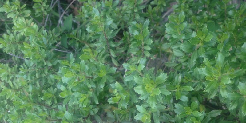 ملف:Baccharis conferta1.jpg