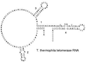 Ciliate telomerase RNA.JPG