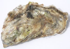 Pacific oyster from the Marennes-Oléron basin in France