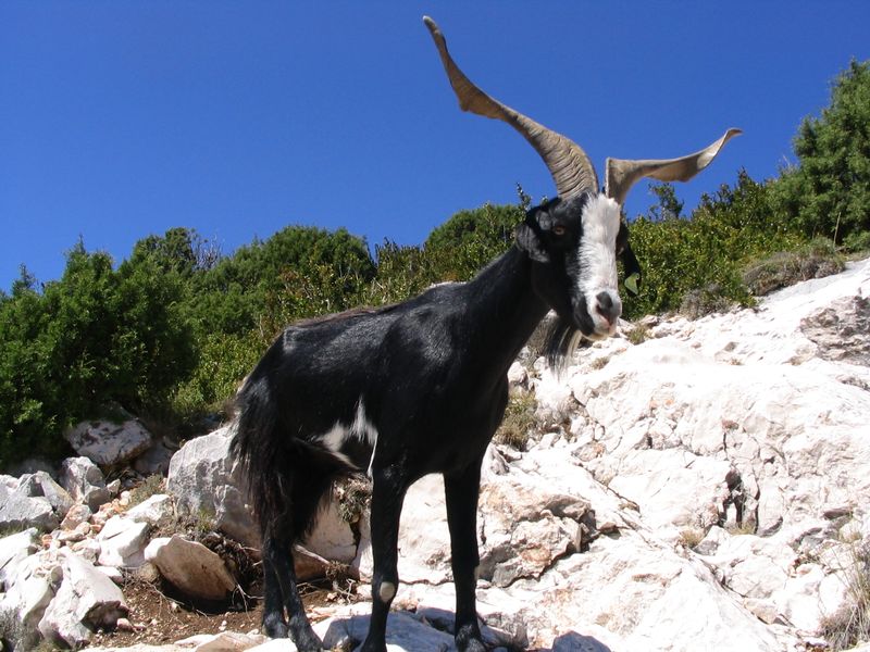 ملف:Gorges du Verdon Goat-Rove-black 0253.jpg