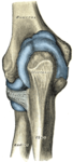 Capsule of elbow-joint (distended). Posterior aspect.