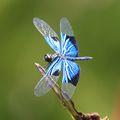 Jewel flutterer, (Rhyothemis resplendens) with colorful wing panels.