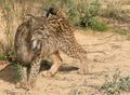 Iberian Lynx, Europe's most endangered mammal