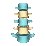 Shape of lumbar vertebrae (shown in blue and yellow). Animation.