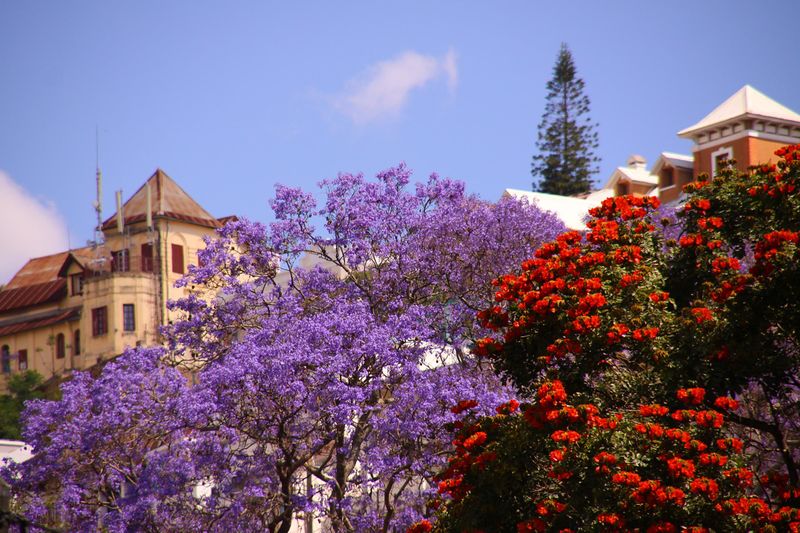 ملف:Beautiful jacaranda Antananarivo Madagascar.jpg