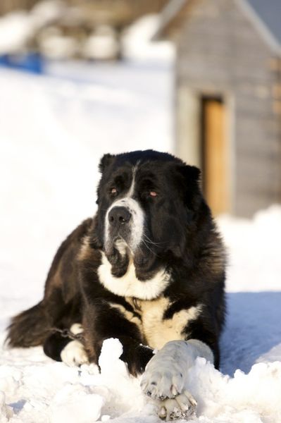 ملف:Black and white dog on snow.jpg