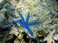Blue starfish in Papua New Guinea.