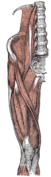 Muscles of the iliac and anterior femoral regions. First lumbar vertebra second highest vertebra seen.