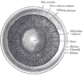 الجزء الداخلي من النصف الأمامي من بصلة العين.