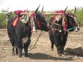 In Tibet, yaks are sometimes decorated.