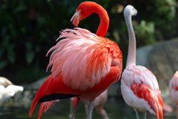 Lightmatter flamingo.jpg