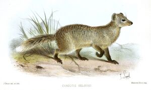 Paracynictis selousi Smit.jpg