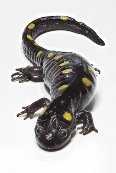 ملف:SpottedSalamander.jpg