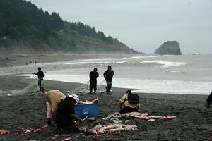 Five people from the Yurok tribe on a shore, a few are holding nets used to catch salmon while others are cleaning the fish