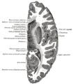 Horizontal section of right cerebral hemisphere.