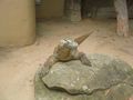 Komodo dragon at Taronga Zoo