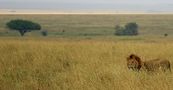 Male lion on savanna.jpg