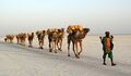 Salt transport by a camel train on Lake Karum في إثيوپيا.