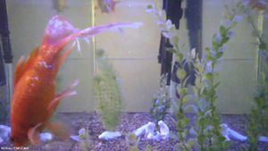 A still from a live feed of a fish tank with multiple stream encoding qualities