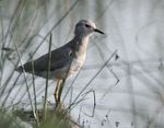 White-tailed Lapwing I MG 9541.jpg