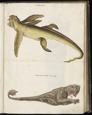 Animal drawings collected by Felix Platter, p1 - (31).jpg