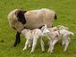 Cambridge Ewe with Texel cross lambs (cropped).jpg