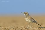 Greater Hoopoe Lark - Kutch.jpg